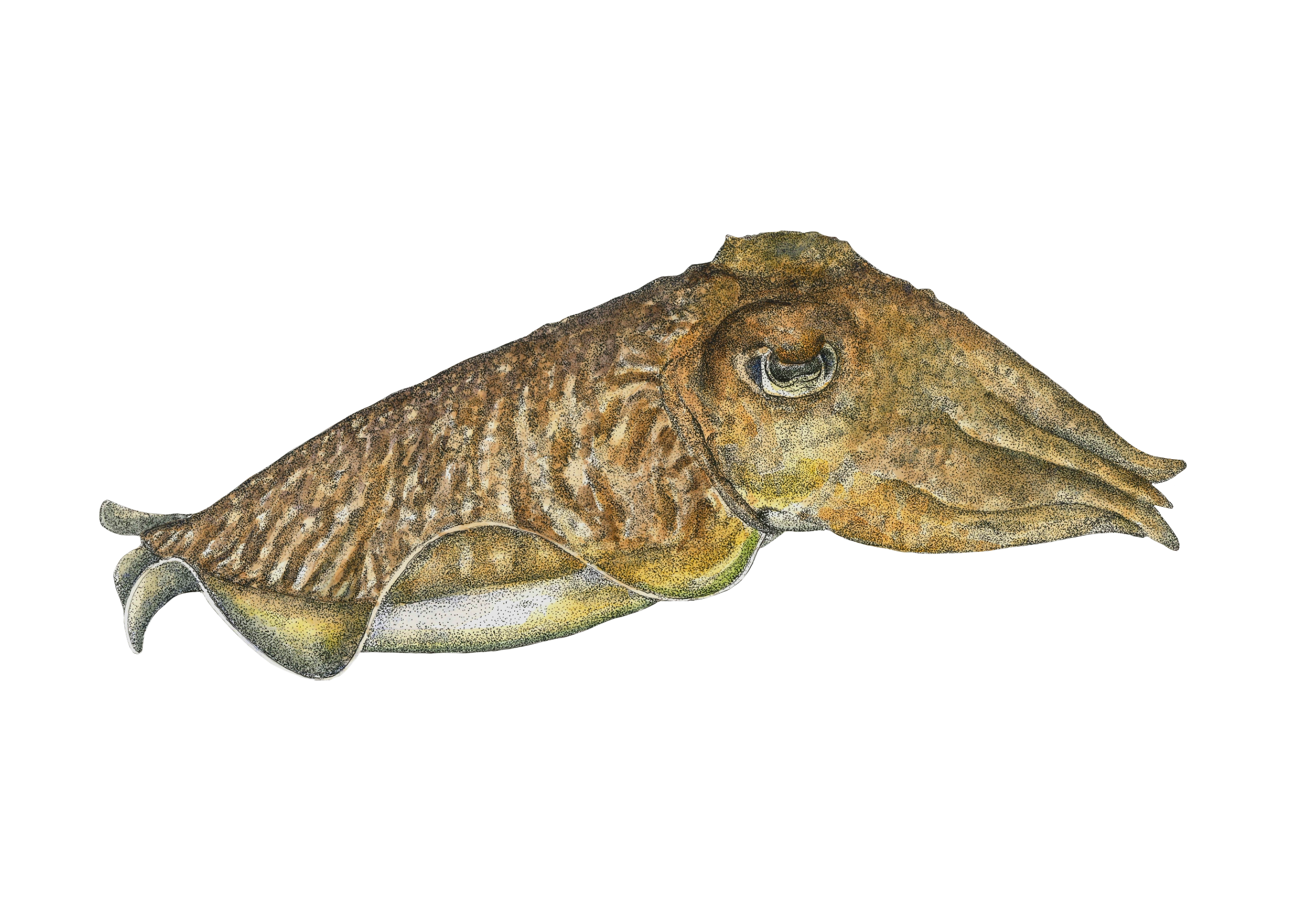 Ballena jorobada
